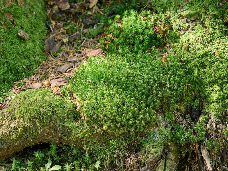 Dicranum scoparium, photographed by Andreas Stiller