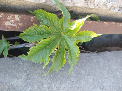 Ricinus communis, photographed by Pablo