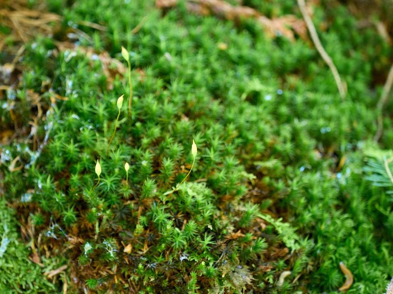 Polytrichum formosum, photographed by Andreas Stiller