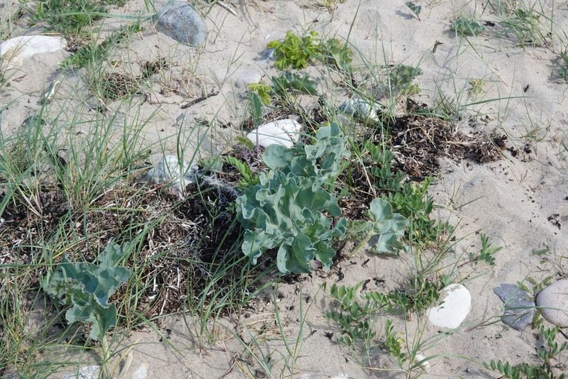 Crambe maritima, photographed by Jais Knudsen