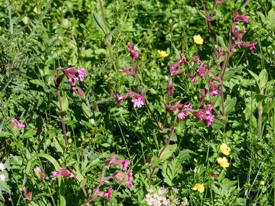 Silene dioica, photographed by Andreas Stiller