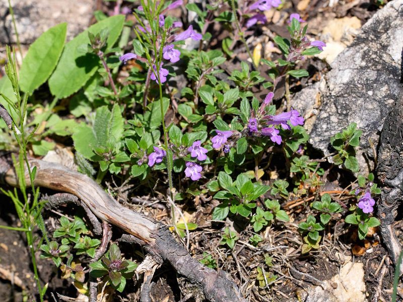 Clinopodium alpinum, photographed by Andreas Stiller