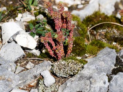 Sedum atratum, photographed by Andreas Stiller