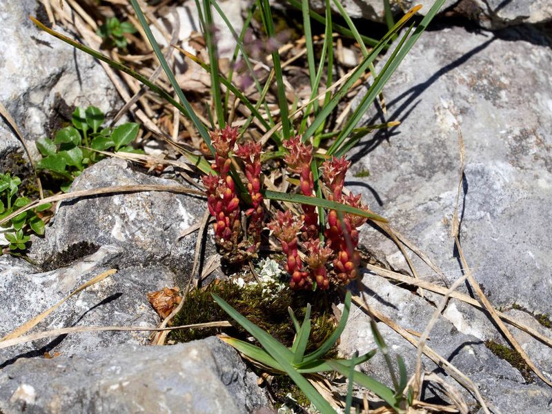 Sedum atratum, photographed by Andreas Stiller