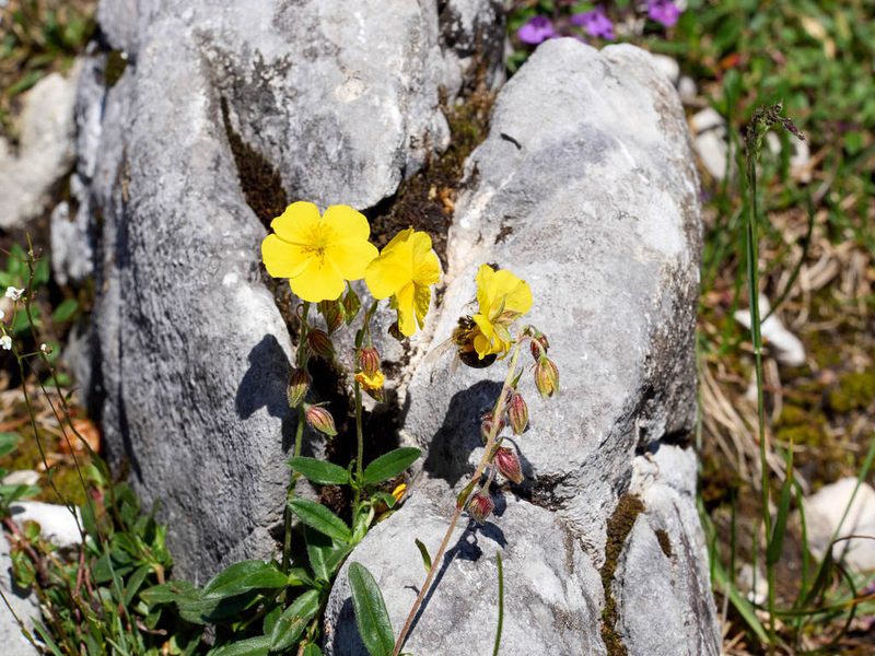 Helianthemum nummularium, photographed by Andreas Stiller