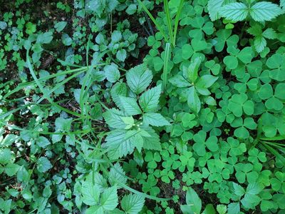 Rubus saxatilis, photographed by Марина Давлетшина