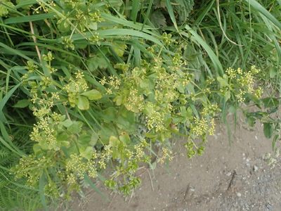 Smyrnium olusatrum, photographed by agujaceratops