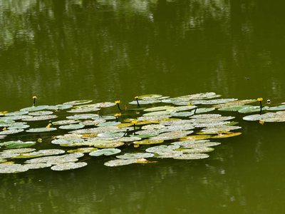 Nuphar lutea, photographed by Andreas Stiller