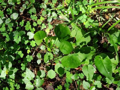 Populus tremula, photographed by Марина Давлетшина