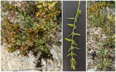 Hypericum perforatum