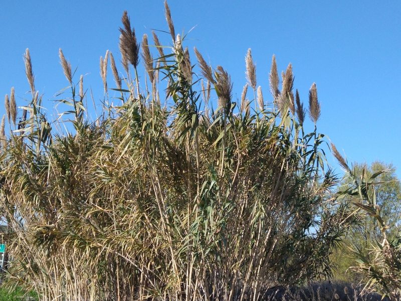 Arundo donax, photographed by Pablo