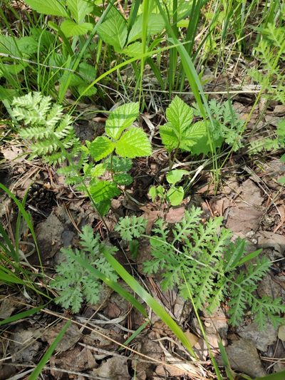 Artemisia tanacetifolia, photographed by Юлия