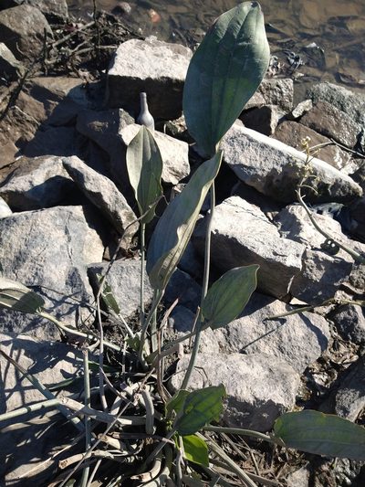 Aquarius grandiflorus, photographed by Pablo