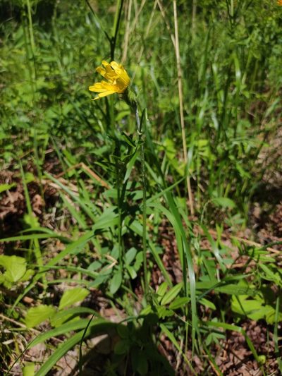 Scorzonera radiata, photographed by Юлия