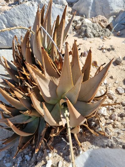 Aloe asperifolia, photographed by Marc Fradera-Soler