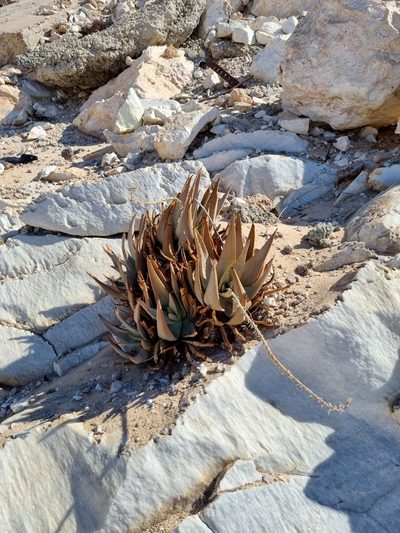 Aloe asperifolia, photographed by Marc Fradera-Soler