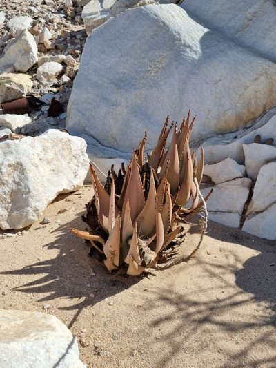 Aloe asperifolia, photographed by Marc Fradera-Soler