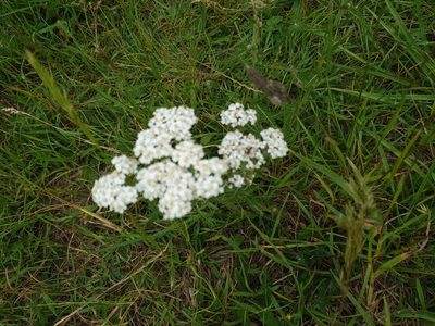 Achillea millefolium, photographed by mattnewnham