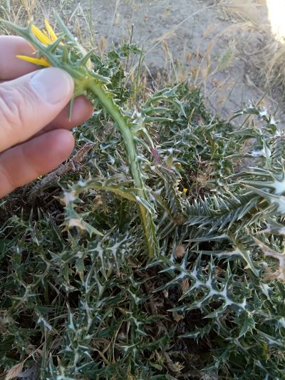Scolymus grandiflorus, photographed by Karim Haddad