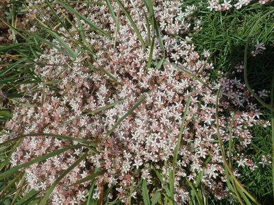 Sedum anglicum, photographed by agujaceratops