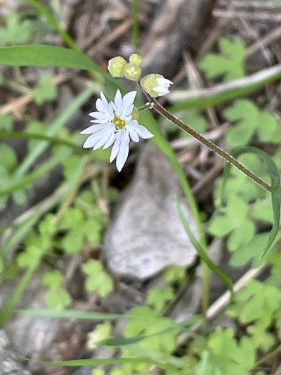 Lithophragma tenellum, photographed by Mark Pollock
