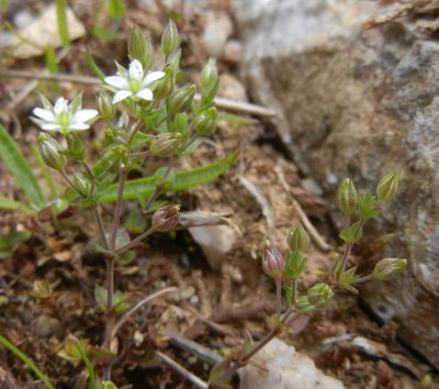 Arenaria serpyllifolia