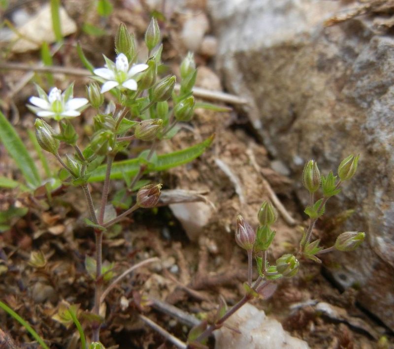 Arenaria serpyllifolia, photographed by Jon Mortin