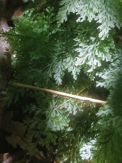 Vandenboschia speciosa, photographed by Vítor Jorge