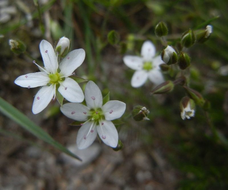 Sabulina verna, photographed by Jon Mortin