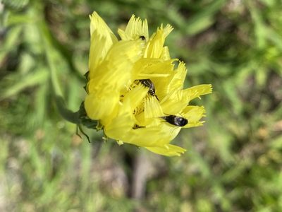 Pyrrhopappus carolinianus