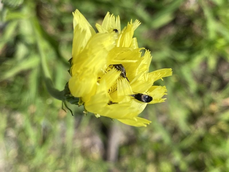 Pyrrhopappus carolinianus, photographed by Carol Ann McCormick
