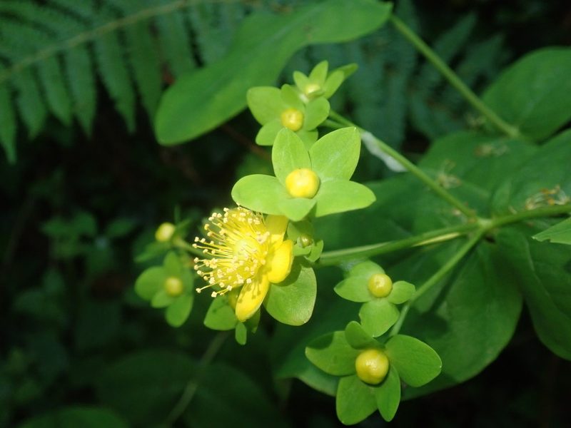 Hypericum androsaemum, photographed by agujaceratops