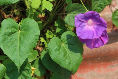 Ipomoea indica, photographed by Ricard Busquets Reverte