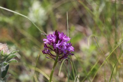 Anacamptis pyramidalis