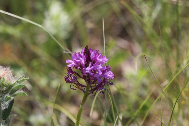 Anacamptis pyramidalis, photographed by Samuel GUIRAUDOU