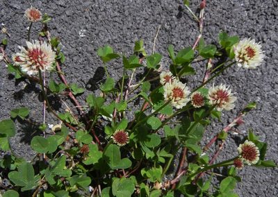 Trifolium repens, photographed by Jon Mortin