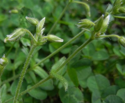 Cerastium fontanum