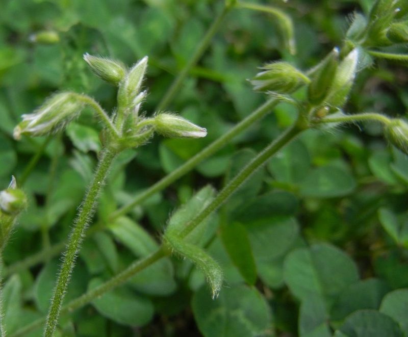 Cerastium fontanum, photographed by Jon Mortin