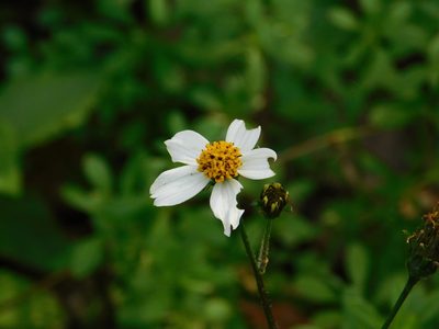 Bidens pilosa, photographed by Pablo Bombín