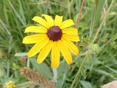 Rudbeckia hirta, photographed by Taro Ietaka