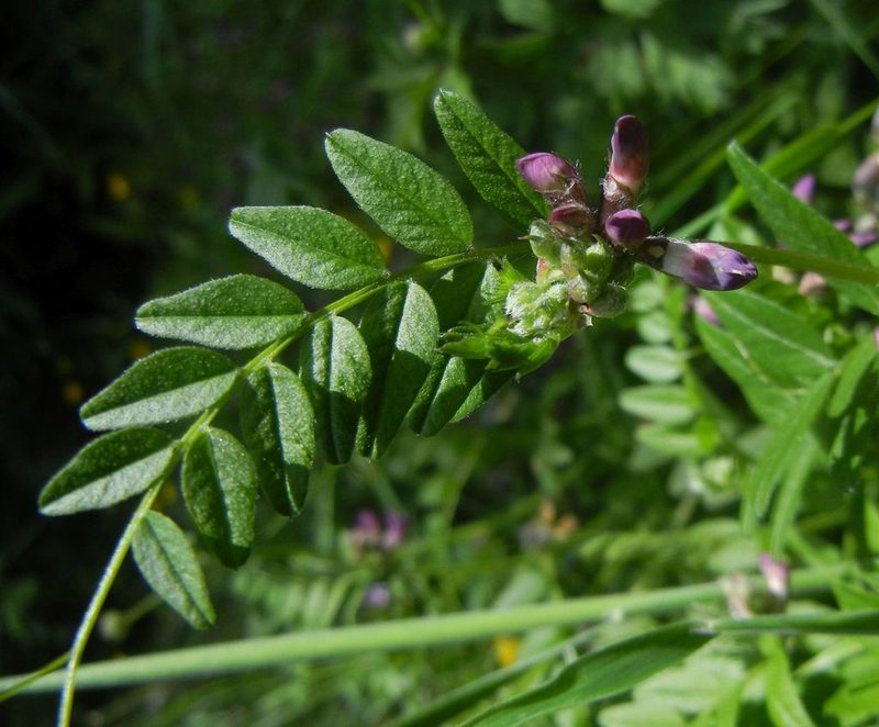 Vicia sepium, photographed by Jon Mortin