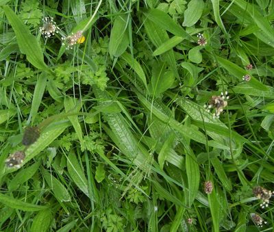 Plantago lanceolata, photographed by Jon Mortin