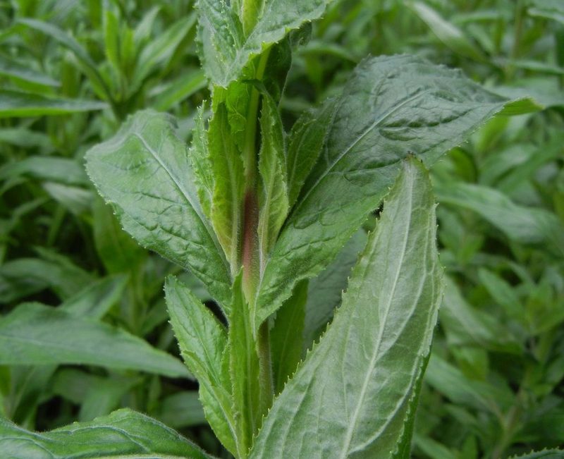 Epilobium hirsutum, photographed by Jon Mortin