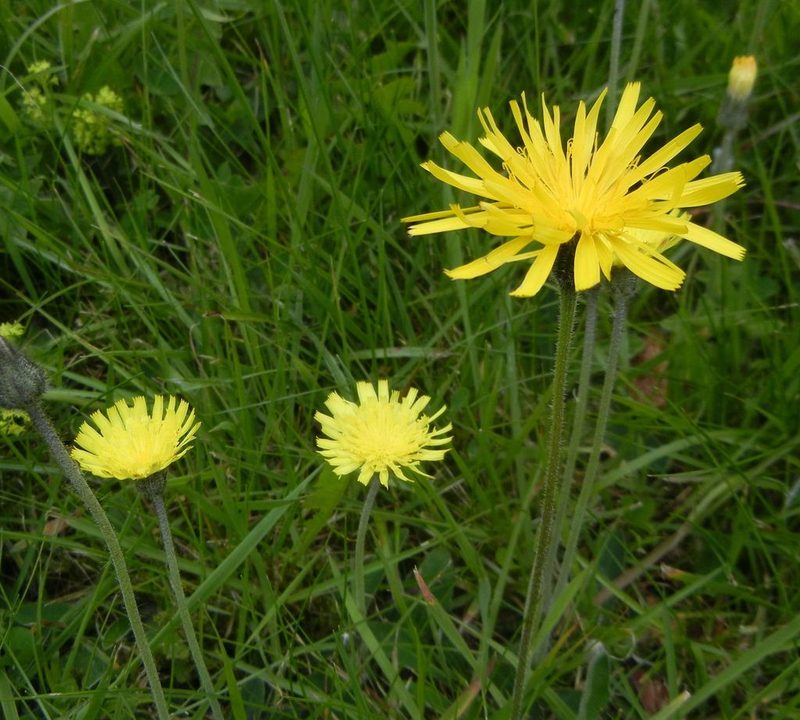 Leontodon hispidus, photographed by Jon Mortin