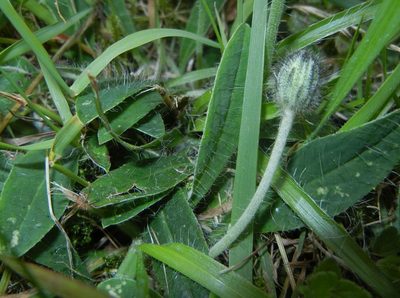 Pilosella officinarum, photographed by Jon Mortin