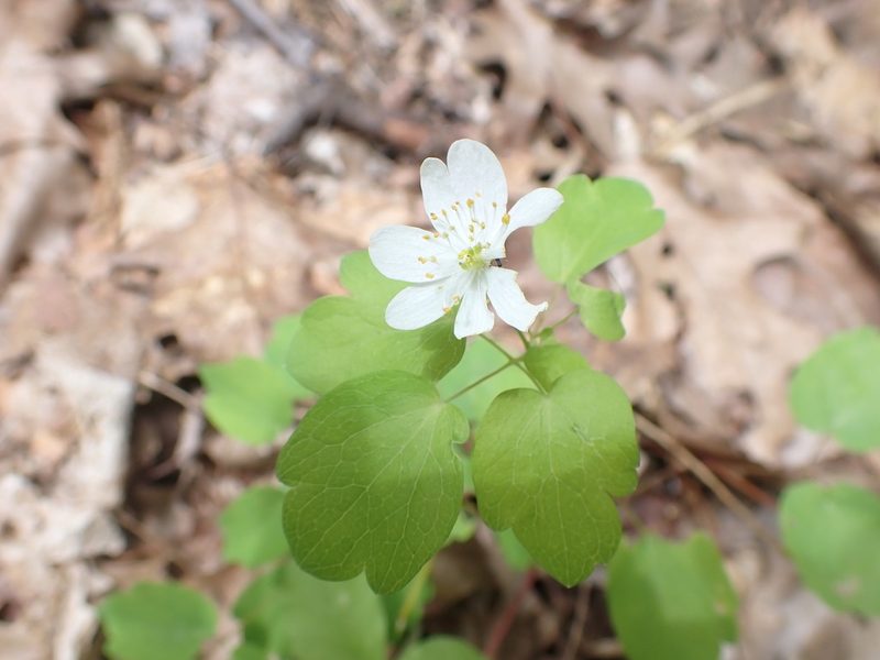 Anemonella thalictroides, photographed by Taro Ietaka