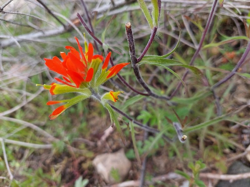 Castilleja coccinea, photographed by Carter Dorscht