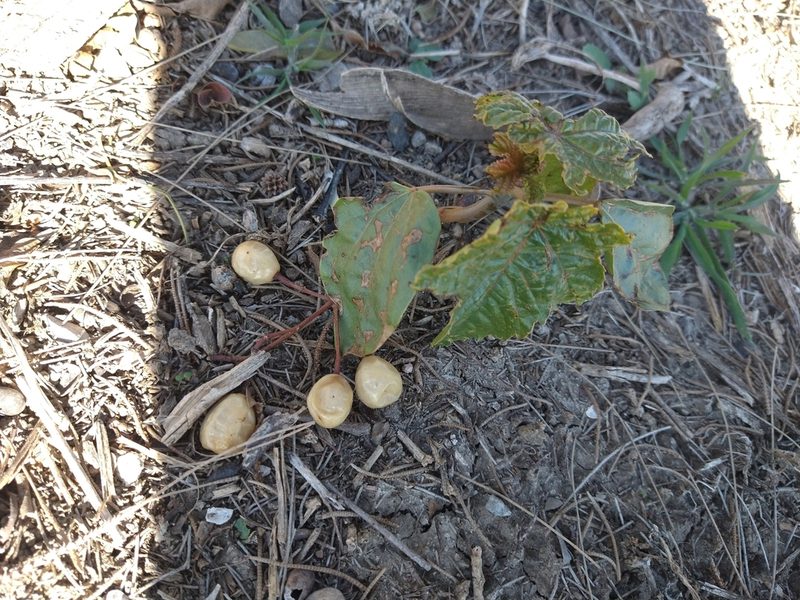 Ricinus communis, photographed by Pablo