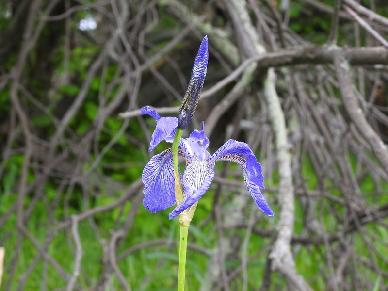 Iris sibirica, photographed by Ксения Волянская
