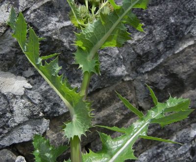 Sonchus asper, photographed by Jon Mortin